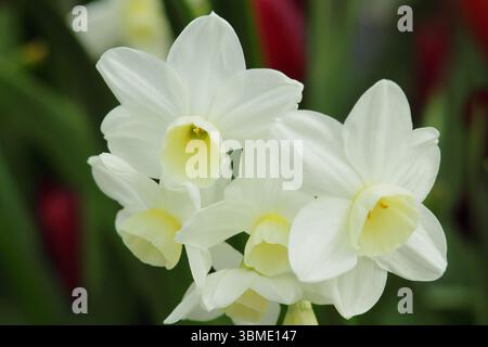Narciso Silver Chimes, fragrante, triandrus daffodil a più teste, fiorito ad aprile. REGNO UNITO Foto Stock