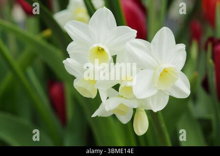 Narciso Silver Chimes, fragrante, triandrus daffodil a più teste, fiorito ad aprile. REGNO UNITO Foto Stock