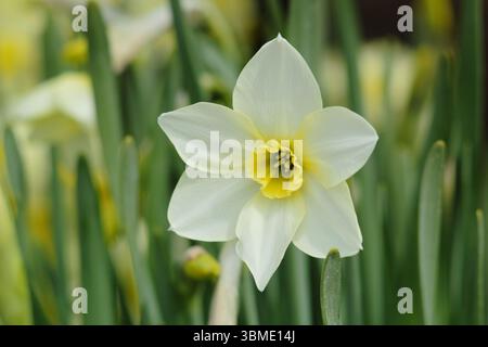 Narcissus Lieke, una varietà di Jonquil Narcissus che mostra i caratteristici fiori di limone pallido e una tazza gialla ad aprile. REGNO UNITO Foto Stock