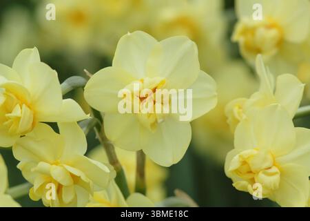 Narcissus Yellow Cheerfulness. Fiori profumati e doppi gialli dorati di giallo Cheerfulness fioriti in un giardino di aprile. REGNO UNITO Foto Stock