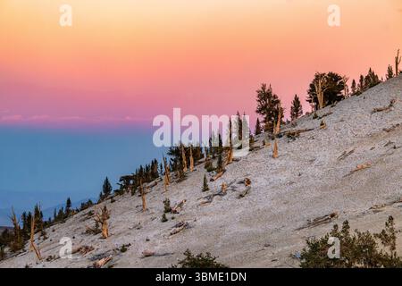 Tramonto dal Patriarch Grove vicino alla stazione di Barcroft nelle White Mountains della California Foto Stock