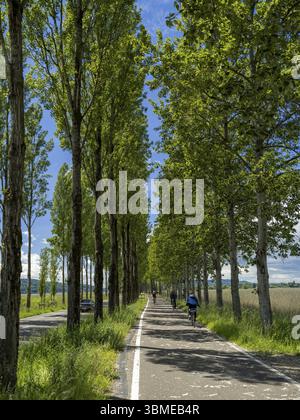 Pappelallee, pista ciclabile accanto alla strada di accesso all'isola di Reichenau nel lago di Costanza, Reichenau, Baden-Wuerttemberg, Germania, Europa Foto Stock
