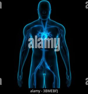 Umano Sistema circolatorio Anatomia cardiaca Foto Stock