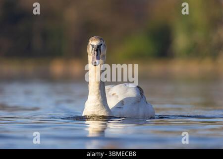Angolo basso, primo piano selvaggio, cigno muto giovanile britannico (Cygnus olor) isolato nel lago del parco, nuotando verso la fotocamera. Foto Stock