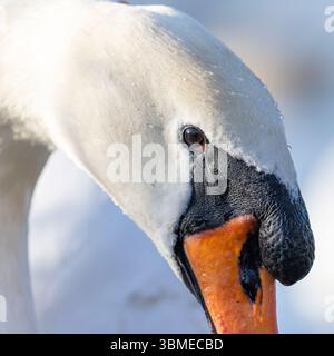 Close up head view of wild, UK mute swan (Cygnus olor). Foto Stock