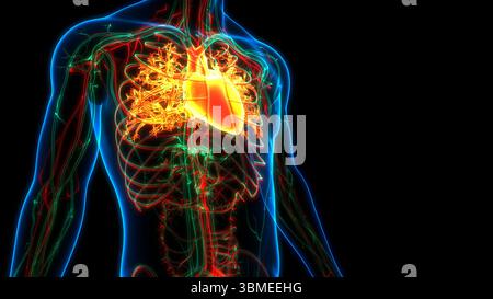 Umano Sistema circolatorio Anatomia cardiaca Foto Stock