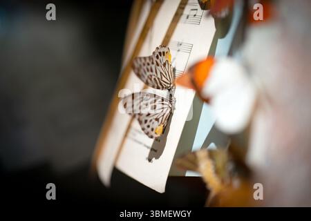 Le farfalle malesi Zebra poggiano su pagine Vintage Sheet Music in luce naturale soffusa Foto Stock