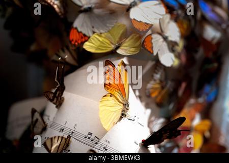 Pagine di spartiti vintage con farfalle, che catturano una nostalgica miscela di note classiche e natura delicata. Foto Stock