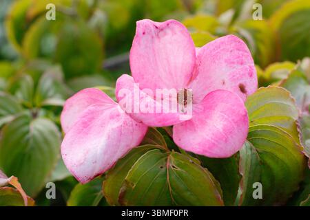 Cornus kousa "Miss Satomi". La signorina Satomi, in fiore rosa, mostra i caratteristici bratti rosa intenso in estate. REGNO UNITO Foto Stock