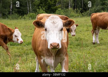 Curious Cow in the Summer Meadow Foto Stock