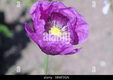 Un vivace papavero viola si erge alto e i suoi delicati petali si dispiegano per rivelare un centro giallo brillante. La luce soffusa mette in risalto la sua trama complessa Foto Stock