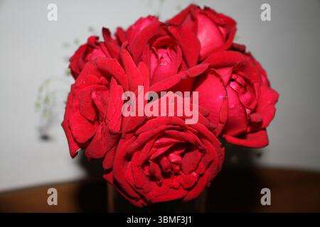 Un primo piano di uno splendido bouquet di rose rosse profonde, elegantemente disposte e in piena fioritura. I petali vellutati sono ricchi di colore e consistenza. Foto Stock