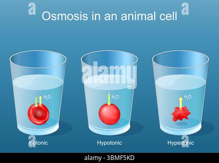 Osmosi delle cellule animali. Sperimenta utilizzando globuli rossi in becher contenenti soluzioni ipertoniche, ipotoniche e isotoniche. Poster dettagliato del vettore Illustrazione Vettoriale