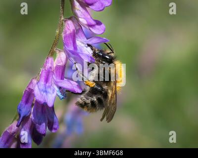 Common Carder Bee (Bombus pascuorum) che si estende su Tufted Vetch (Vicia cracca), Cambridgeshire, Inghilterra Foto Stock