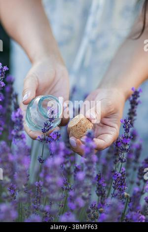 Giovane bella donna con lunghi capelli scuri in un cappello che raccoglie fiori di lavanda in un campo. Tiene in mano un barattolo di olio essenziale. Foto Stock