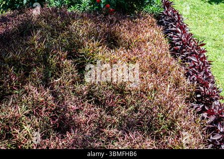 Densa copertura ornamentale di Alternanthera dentata con fogliame di Borgogna, delimitato da un prato verde. Fotografato a Madeira, Portogallo. Foto Stock