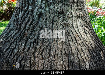 Primo piano di corteccia profondamente rigata su un tronco Quercus robur maturo, che mostra dettagli testurizzati e crescita di licheni. Fotografato a Madeira, Portogallo. Foto Stock