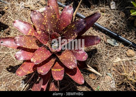 Sorprendente Neoregelia marmorata con foglie di rosso intenso macchiate di giallo, che crescono su un terreno asciutto ricoperto di pini. Fotografato a Madeira, Portogallo. Foto Stock