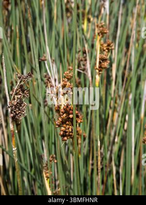 Primo piano della pianta di Juncus acutus con steli verdi e formazioni floreali marroni sotto la luce del giorno. Foto Stock