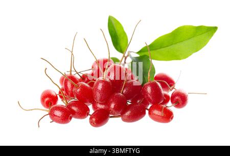 Elaeagnus multiflora isolato su sfondo bianco. Cherry elaeagnus o ciliegia silverberry con foglie verdi. Goumi o gumi Foto Stock