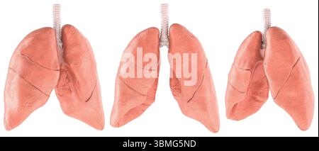 Polmoni umani, modello 3d realistico con trachea. Vista laterale e frontale. Rendering 3D isolato su sfondo bianco Foto Stock