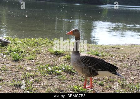 Oca Greylag in piedi sulla riva erbosa del fiume con riflessi della luce del sole sull'acqua nell'Englischer Garten di Monaco Foto Stock