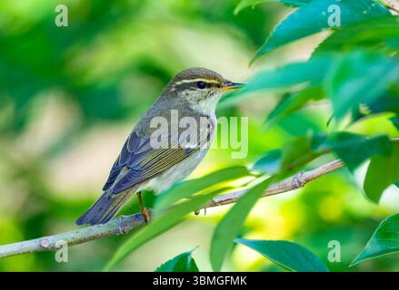 Una vescica con sopracciglia gialla (Phylloscopus inornatus) arroccata su un ramo nella foresta. Provincia di Jiangsu, Cina. Foto Stock