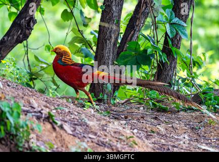 Un colorato fagiano d'oro (Chrysolophus pictus) che va in foraggio nella foresta. Provincia di Henan, Cina. Foto Stock