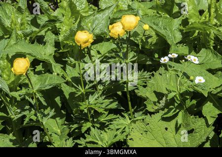 Trollflower europeo (Trollius europaeus), Oberstdorf, Oberallgaeu, Allgaeu, Baviera, Germania, Europa Foto Stock