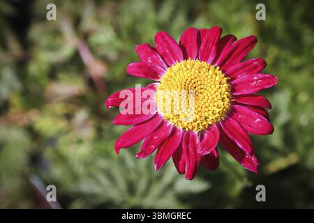 Sfondo di un fiore daisy dipinto fiorire Foto Stock
