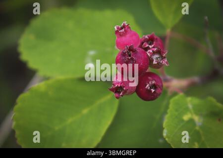 Bacche di saskatoon selvatiche non mature che crescono su un arbusto Foto Stock