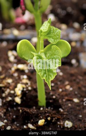Primo piano di una germogliazione di fagiolo con le sue foglie prima Foto Stock