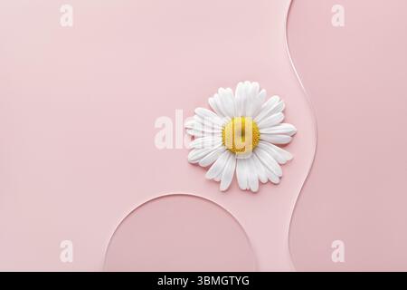 Piatto di Petri rotondo vuoto, vetrino ondulato e fiore di camomilla su sfondo rosa. Mockup per campioni di prodotti cosmetici o scientifici. Sc. Naturale minima Foto Stock