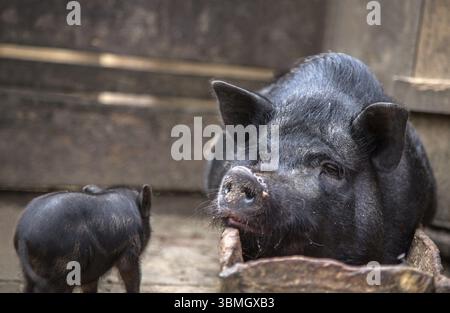 La maggior parte della scrofa risiede nel trogolo Foto Stock