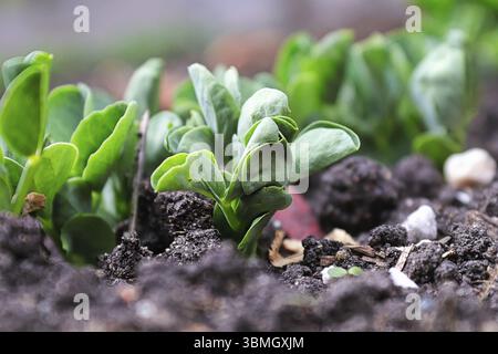 Vista macro di nuove foglie di scatto di piselli Foto Stock