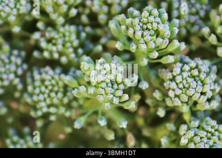 Primo piano di broccoli bud capi contro uno sfondo scuro Foto Stock