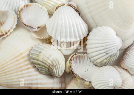 Sfondo di piccole conchiglie sfumature beige su sfondo bianco Foto Stock