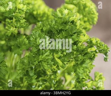 Prezzemolo pianta con foglie fresche (close-up shot) Foto Stock