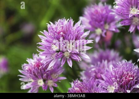 Vista dettagliata del fresco giardino di rosa fiori di erba cipollina Foto Stock