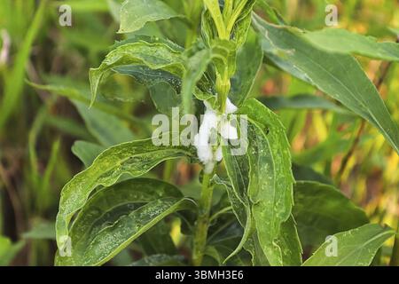 Closeup di una massa di schiuma causata da uno spittlebug Foto Stock