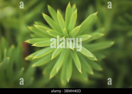 Macro di sfondo di un aghi su un Hicks Yew Foto Stock