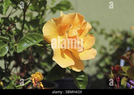 Una delicata e fragrante rosa arancione su un arbusto Foto Stock