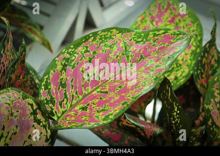 Foglie di aglaonema vivide verdi e rosa Foto Stock