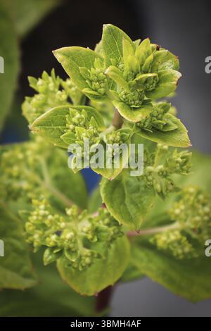 Verticale di una pianta idrangea con formazione di grappoli di fiori Foto Stock