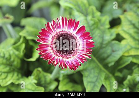Primo piano vista a di gerbera rosa margherita fiore Foto Stock