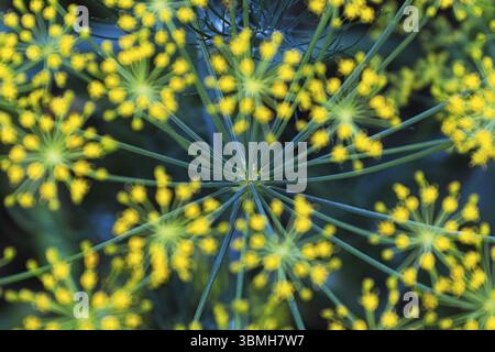 La vista dettagliata della testa di aneto peduncoli con fiori blured Foto Stock
