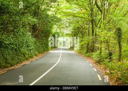 Illustrazione piatta che mostra la strada tortuosa asfaltata con linea centrale bianca, trattini gialli tra gli alberi Foto Stock