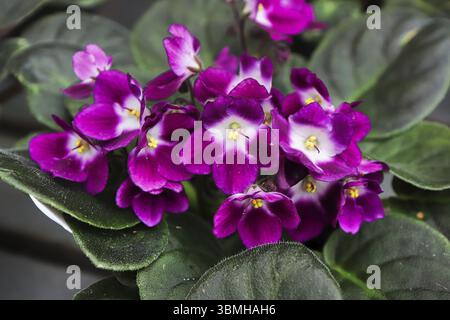 Viola e fiori viola africani bianchi tra foglie pelose Foto Stock