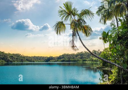 Palme al lago Pilchicocha in Amazzonia, Ecuador. Foto Stock