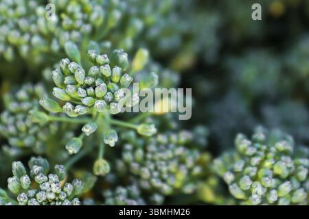 Primo piano di broccoli bud capi contro uno sfondo scuro Foto Stock